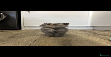 British Shorthair cats - Advert 4