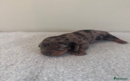 Miniature Dachshund dogs for sale: KC reg v small miniature smooth dachshund puppies - Image 9