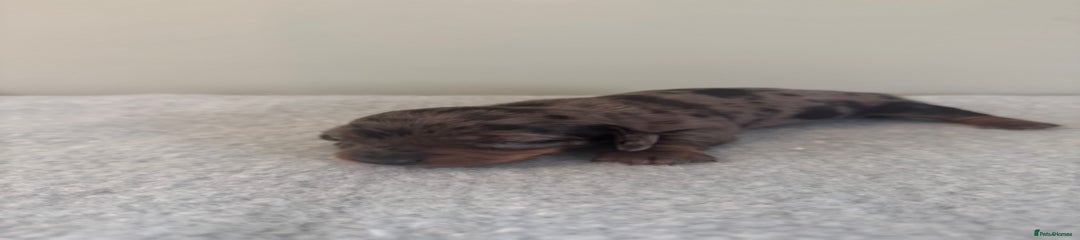 Miniature Dachshund Puppy 3