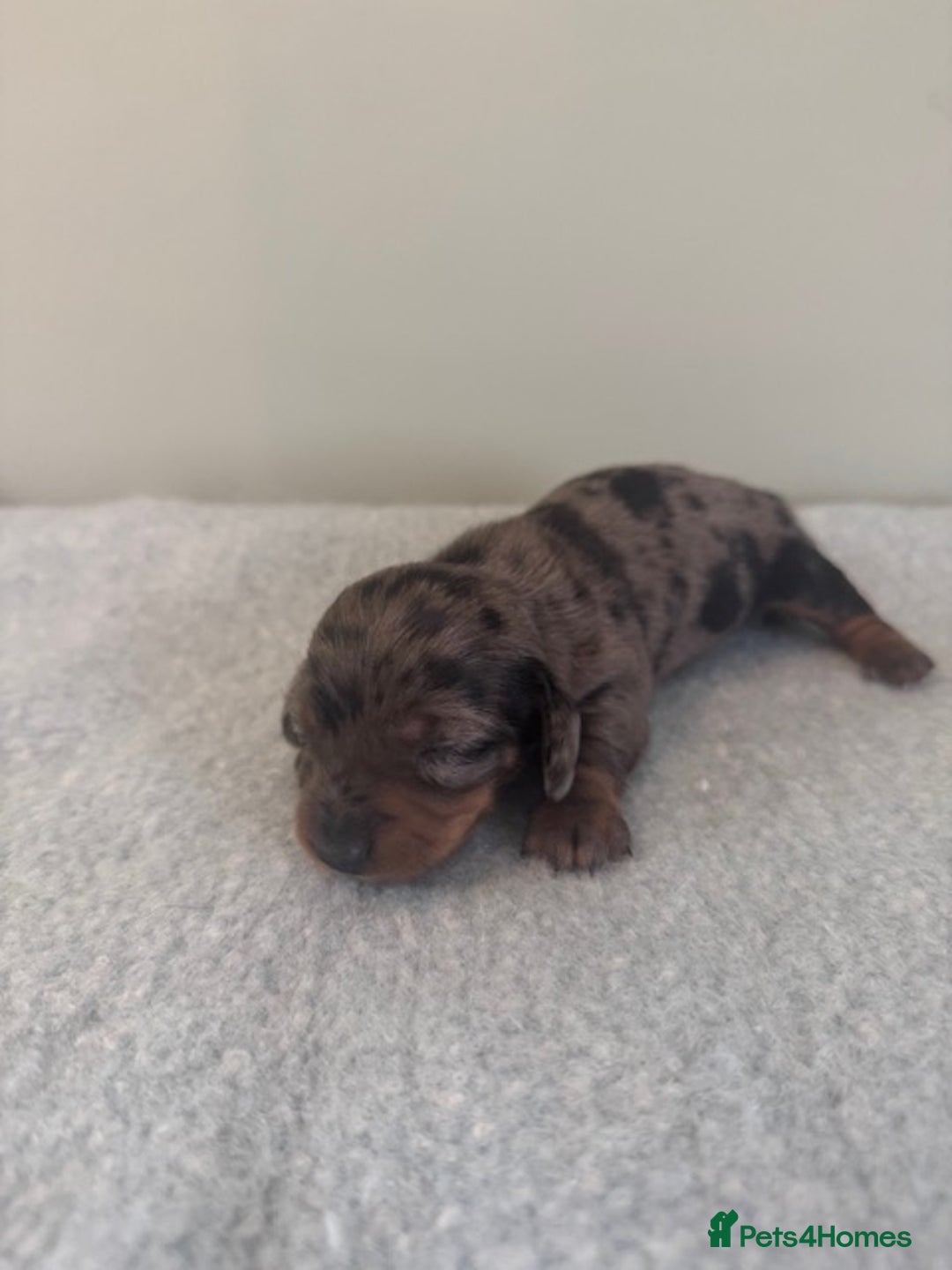 Miniature Dachshund dogs for sale: KC reg v small miniature smooth dachshund puppies - Image 9