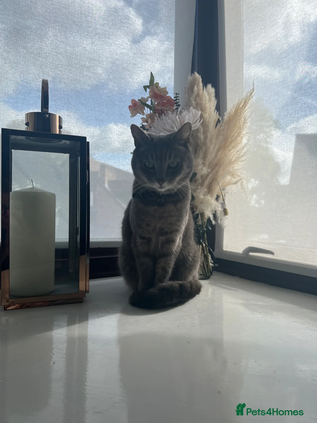 Mixed Breed cats for sale: Two older gentleman looking for a lap to sleep on - Advert 6