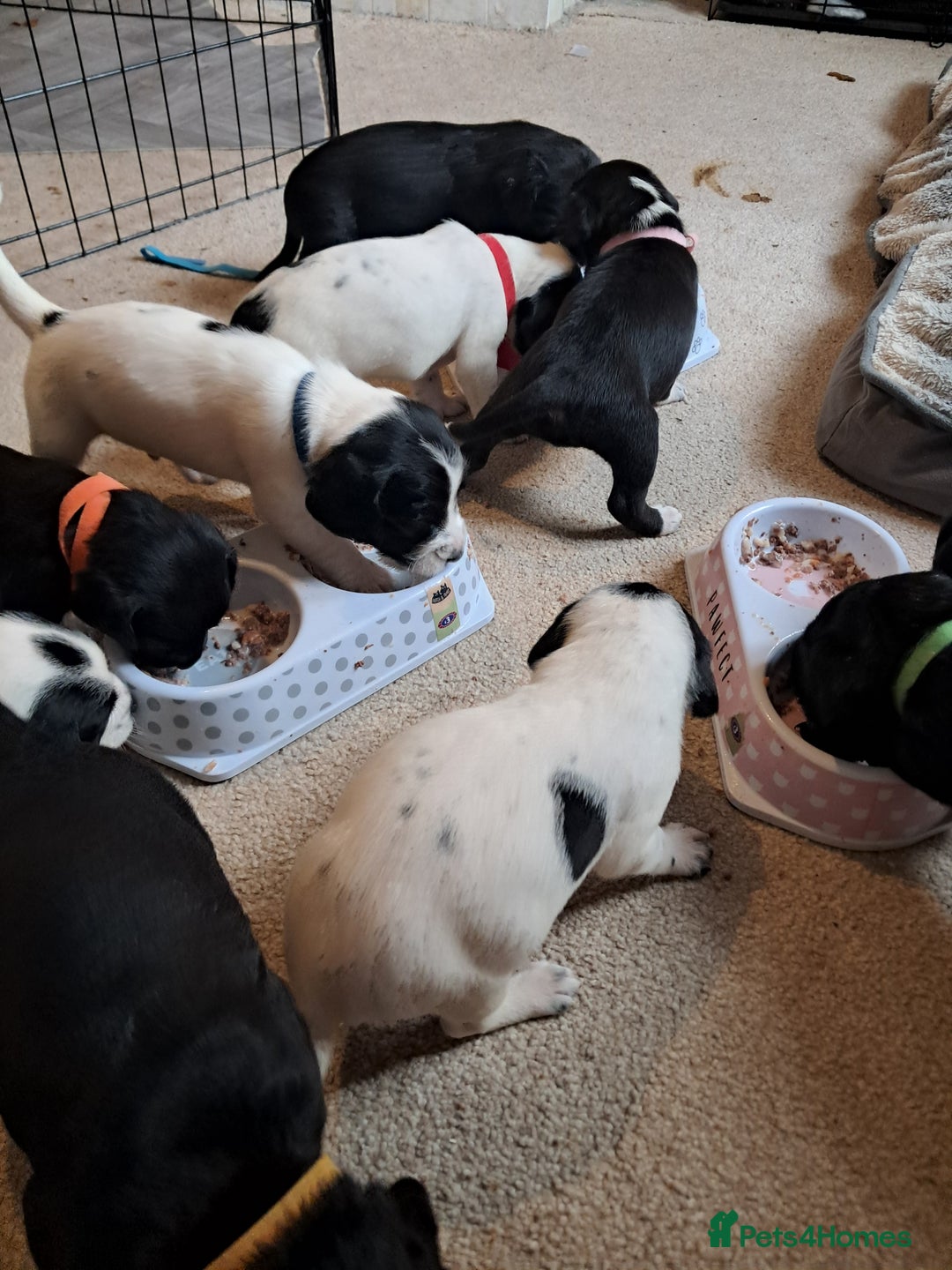Mixed Breed dogs for sale: Splurcherpoo puppys - Image 23