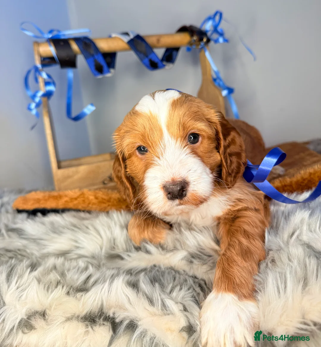 Australian Labradoodle dogs for sale: Australian labradoodle  - Advert 15