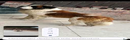 Saint Bernard dogs for stud: Beautiful saint Bernard stud  - Advert 6