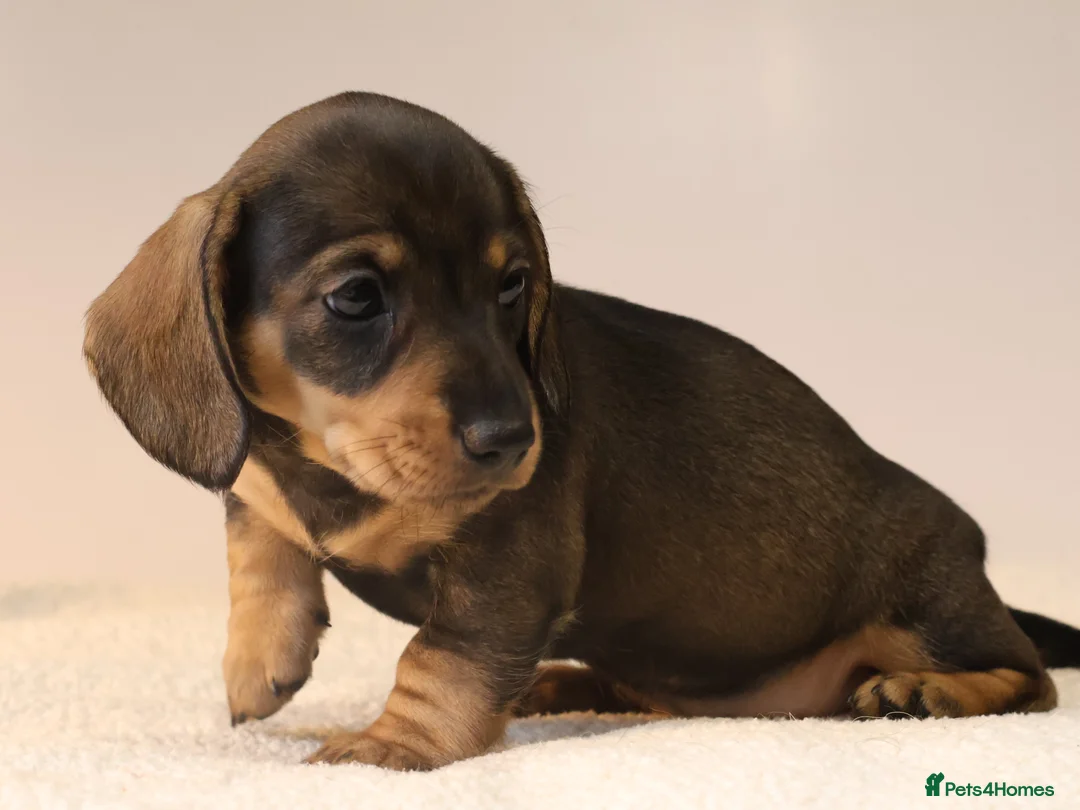 Miniature Dachshund dogs for sale: 5*Licensed+KC+PRAclear+VETchecked+Chocolate&Cream - Advert 10