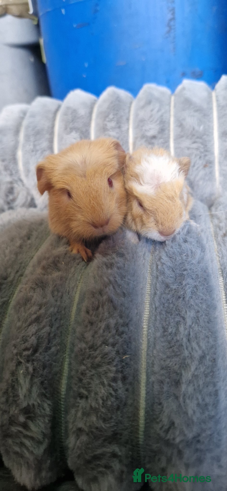 Guinea Pig rodents for sale: Two bond boys ready to go 30thjune 26 - Advert 8