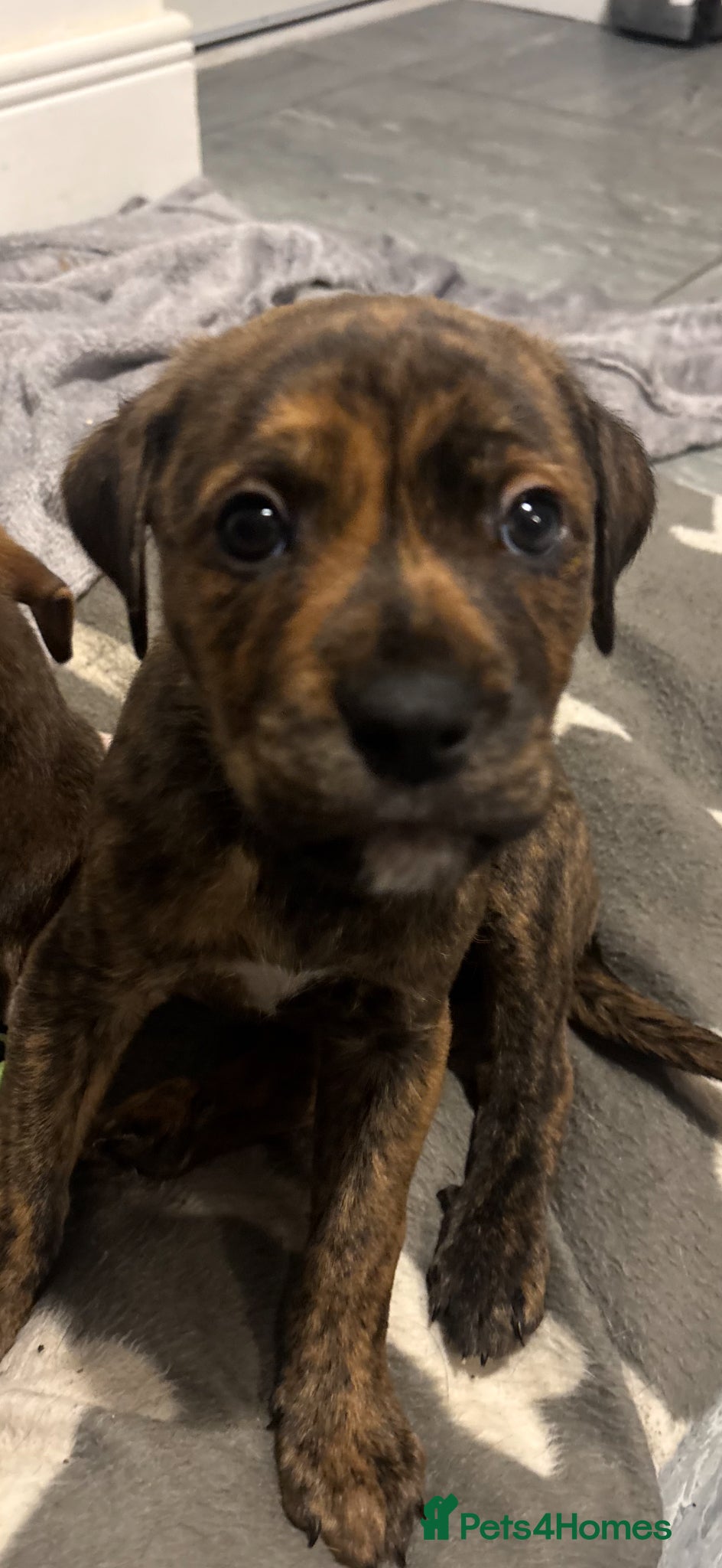 Mixed Breed dogs Rolo our puppy - Advert 2