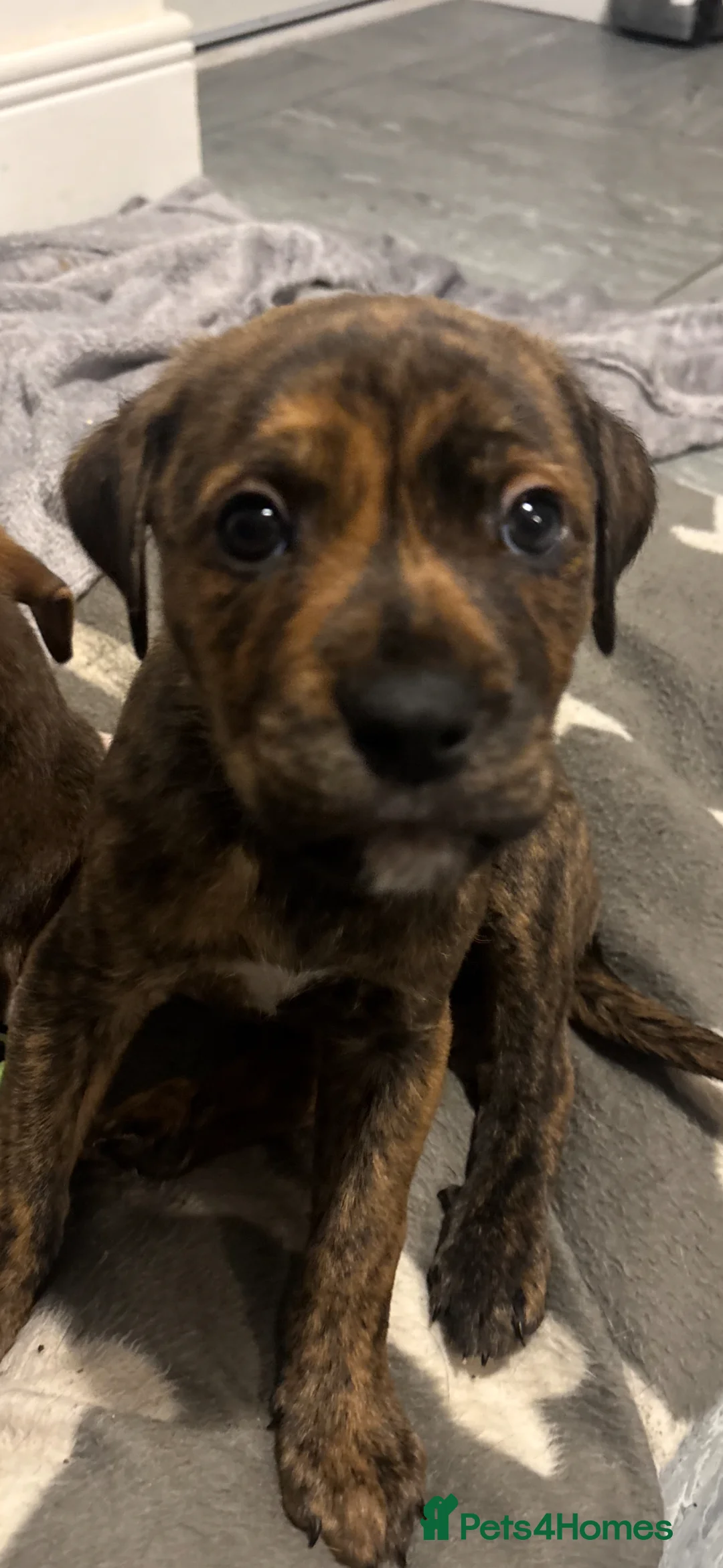 Mixed Breed dogs for sale: Rolo our puppy - Advert 1