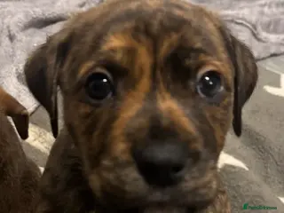 Mixed Breed dogs Rolo our puppy - Advert 2