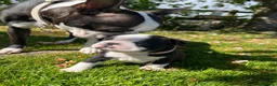 Boston Terrier dogs for sale: 🌟 KC Registered Boston Terrier Puppies 🌟 in Withernsea - Advert 13