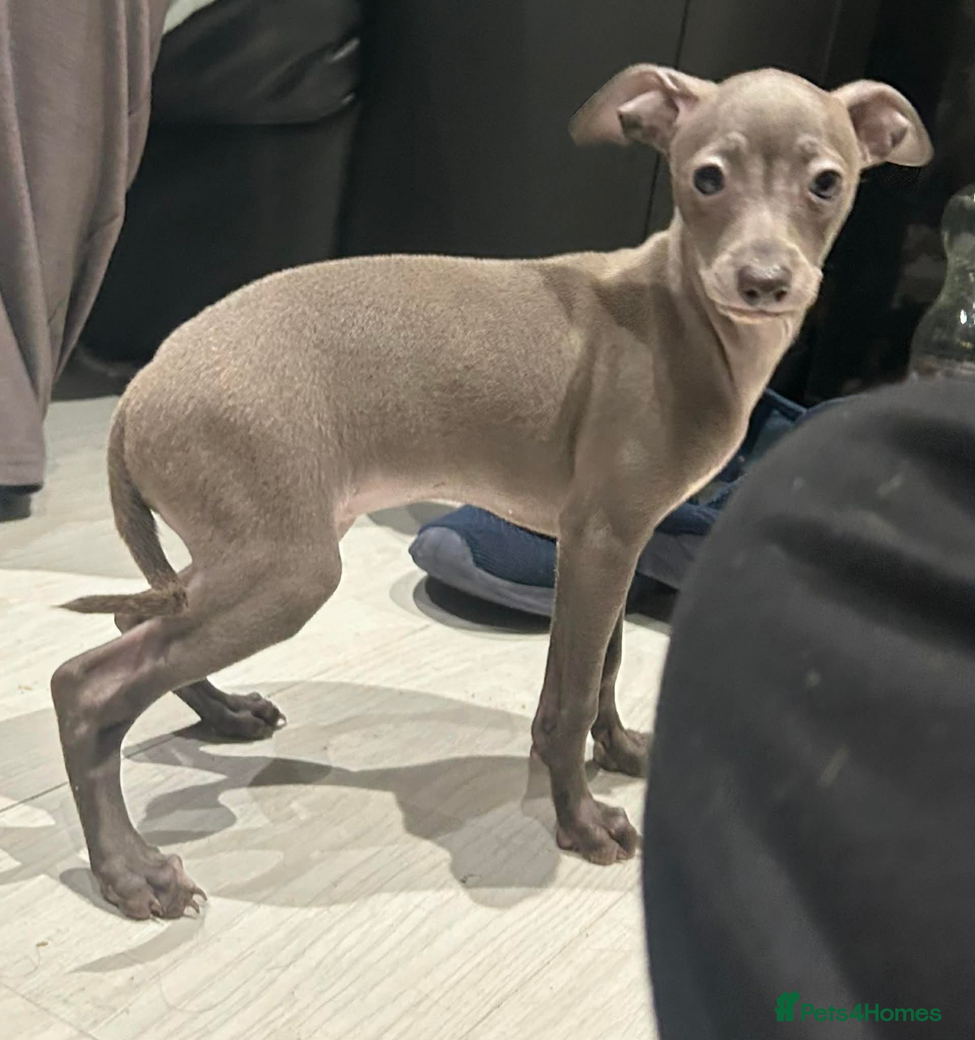 Italian Greyhound dogs 20 th feb KC reg quality  Just 1 blue boy & girl - Advert 3