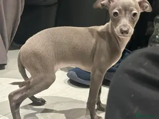 Italian Greyhound dogs 20 th feb KC reg quality Just 1 blue boy & girl - Advert 3