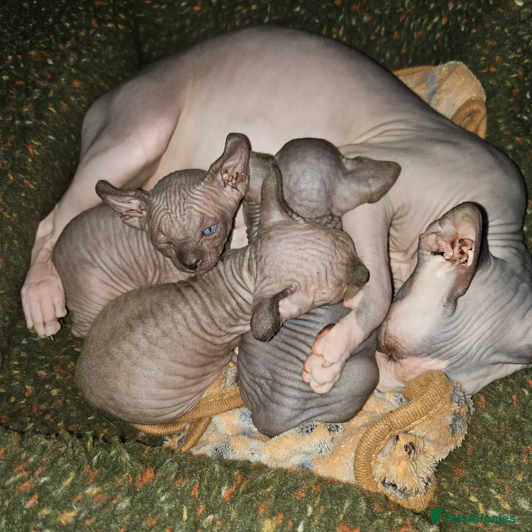 Sphynx cats for sale: Sphynx kittens  - Advert 16