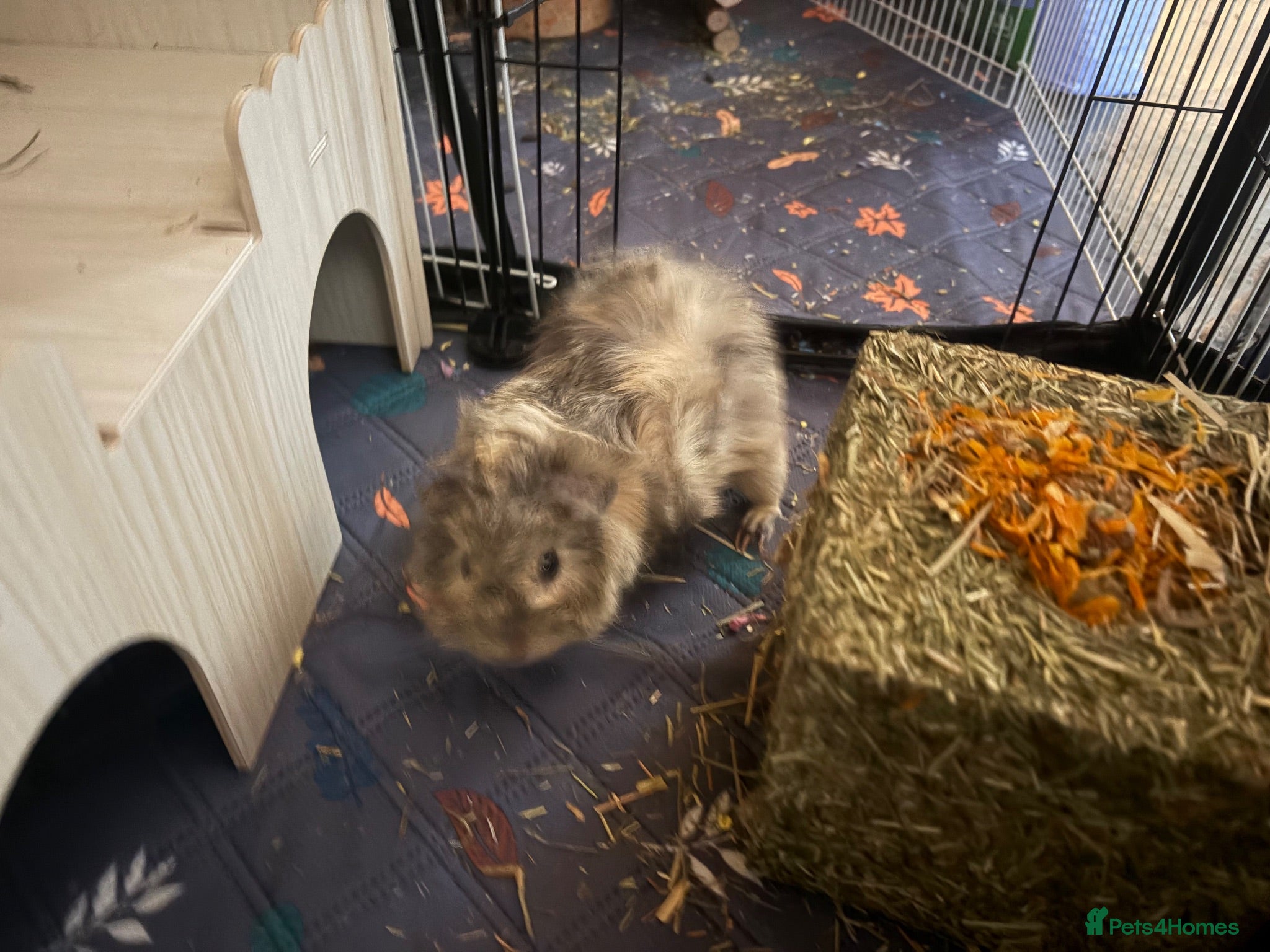 Guinea Pig rodents pretty boys  - Advert 1