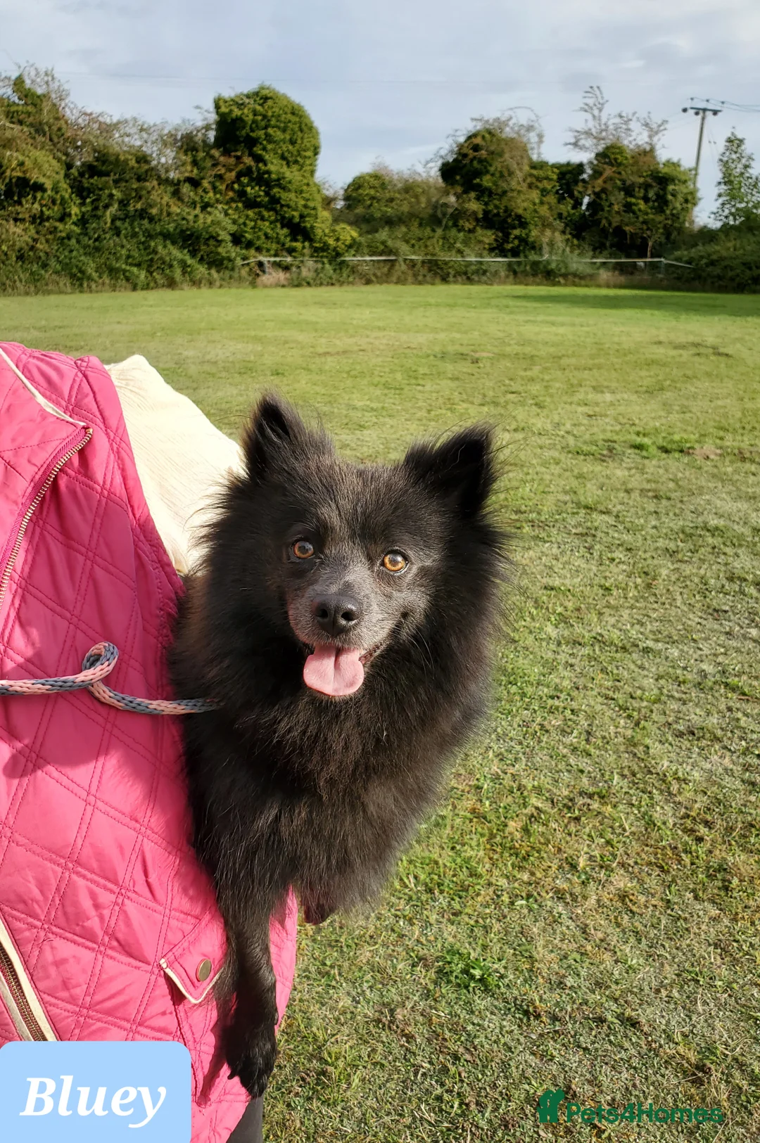 German Spitz dogs for sale: Beautiful Bluey Looking for Loving Home - Advert 3
