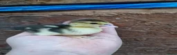 Chickens poultry for sale: Duckling and chicks available - Advert 8