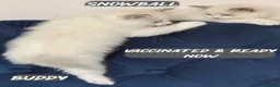 Ragdoll cats for sale: 🤍 BEAUTIFUL RAGDOLL KITTENS – READY NOW  - Advert 5
