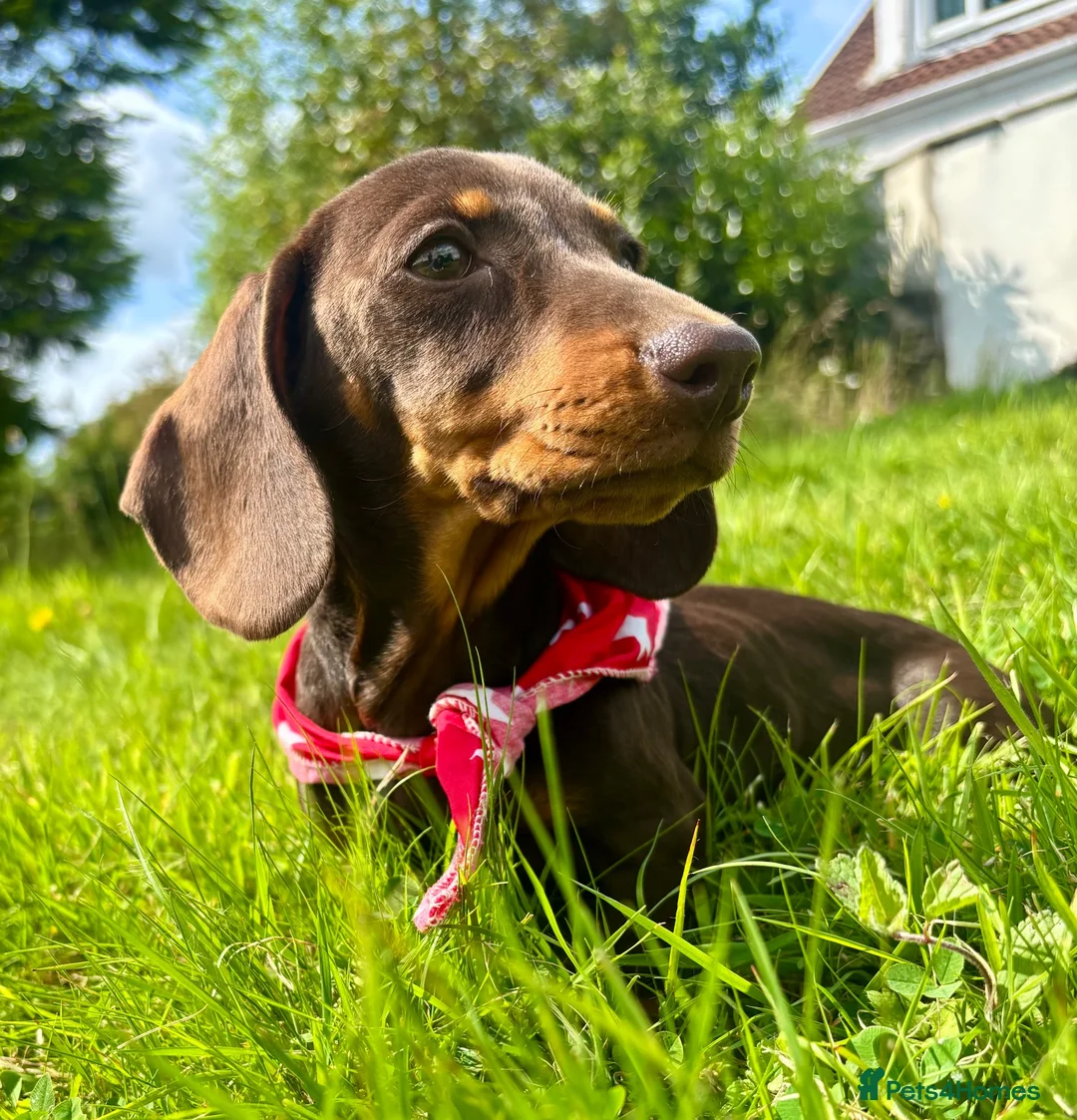 Dachshund dogs for sale: BEAUTIFUL KC REG & PRA CLEAR MINIS🩷💙 - Advert 24