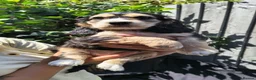Cocker Spaniel dogs for sale: 🌟Rare Coloured Show-Type Cocker Spaniel Puppies🌟 - Advert 11