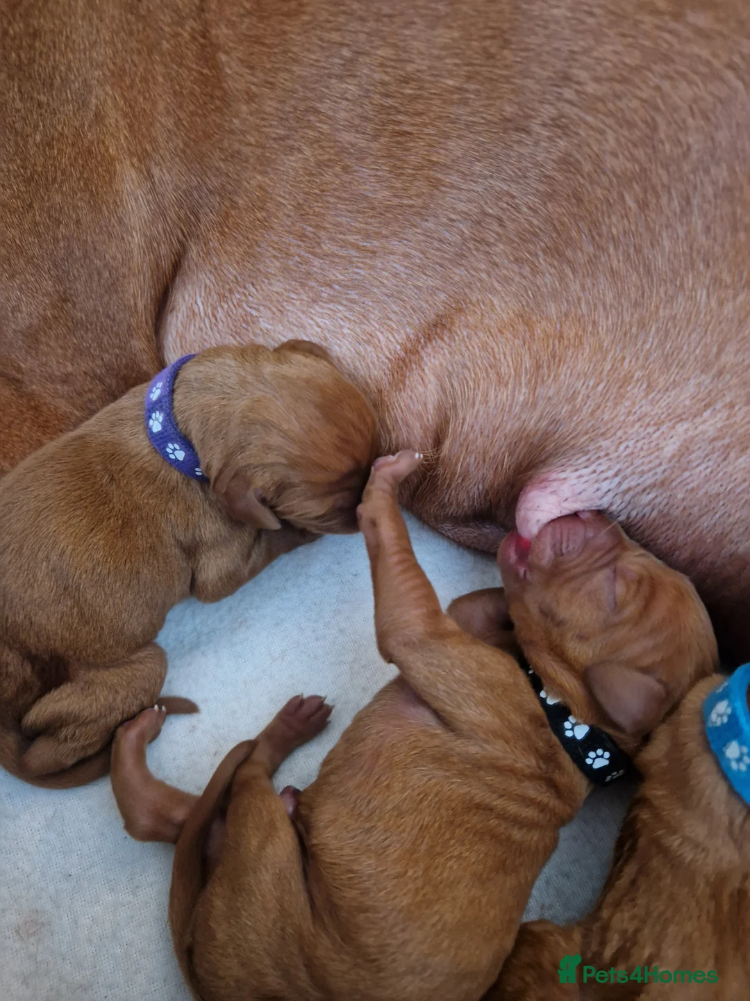 Hungarian Vizsla dogs for sale: Hungarian Russet Gold Vizsla Puppies.Non KC. - Advert 5