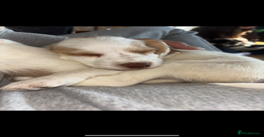 Cocker Spaniel dogs - Advert 7