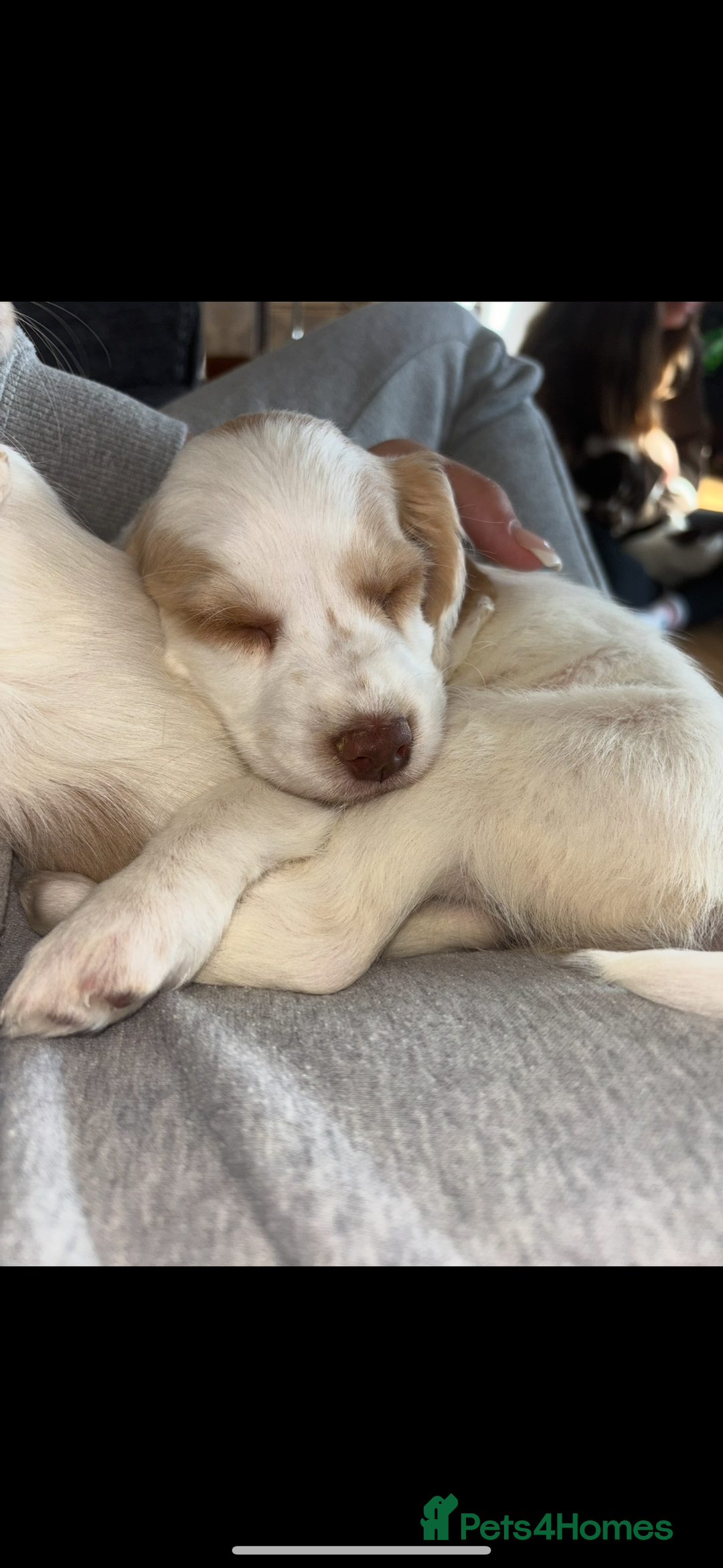 Cocker Spaniel dogs for sale: working cocker spaniel puppies ready to go now - Advert 2