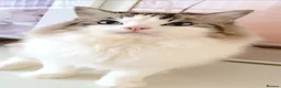 Ragdoll cats for sale: INDOOR GCCF REG 4 YEARS OLD RAGDOLL MALE CAT - Advert 7