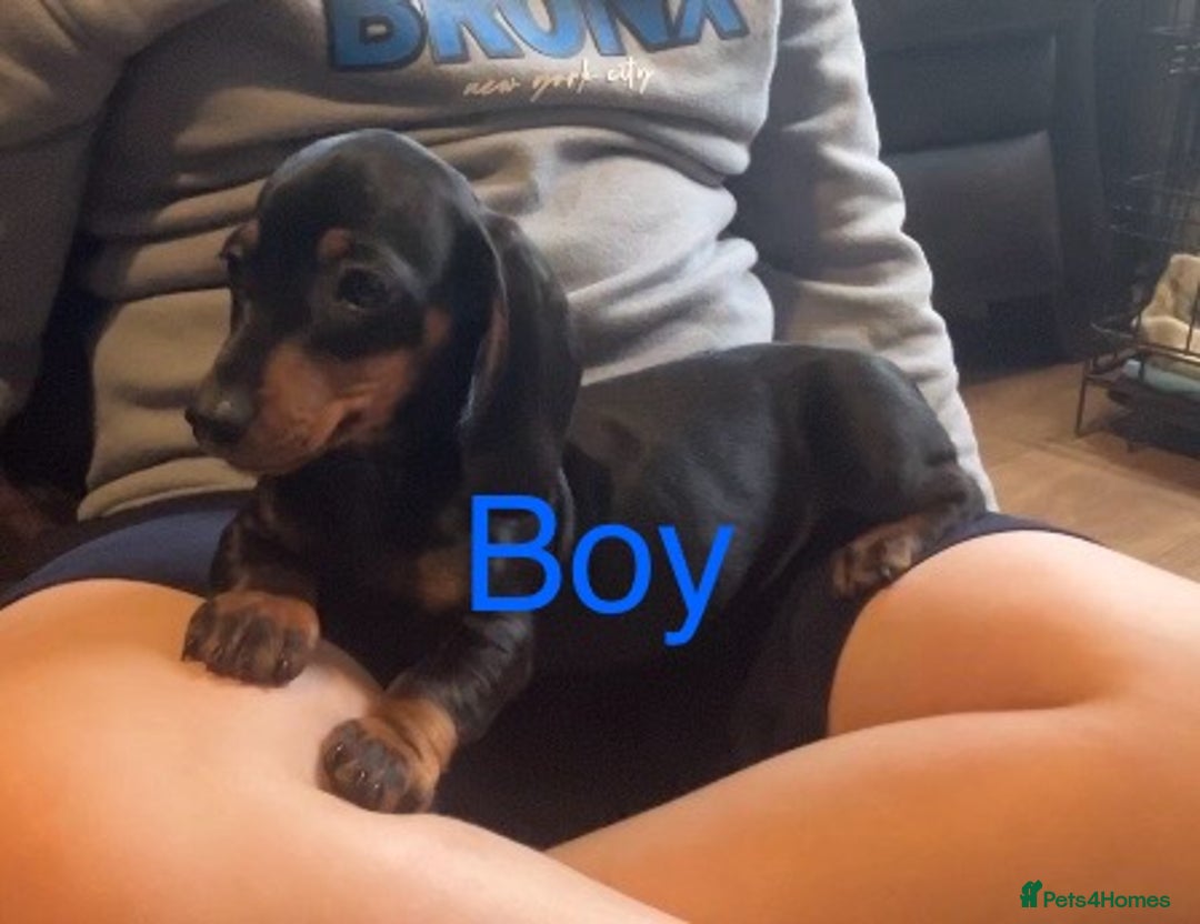 Dachshund dogs for sale: Dachshund puppies AVAILABLE NOW  - Image 20