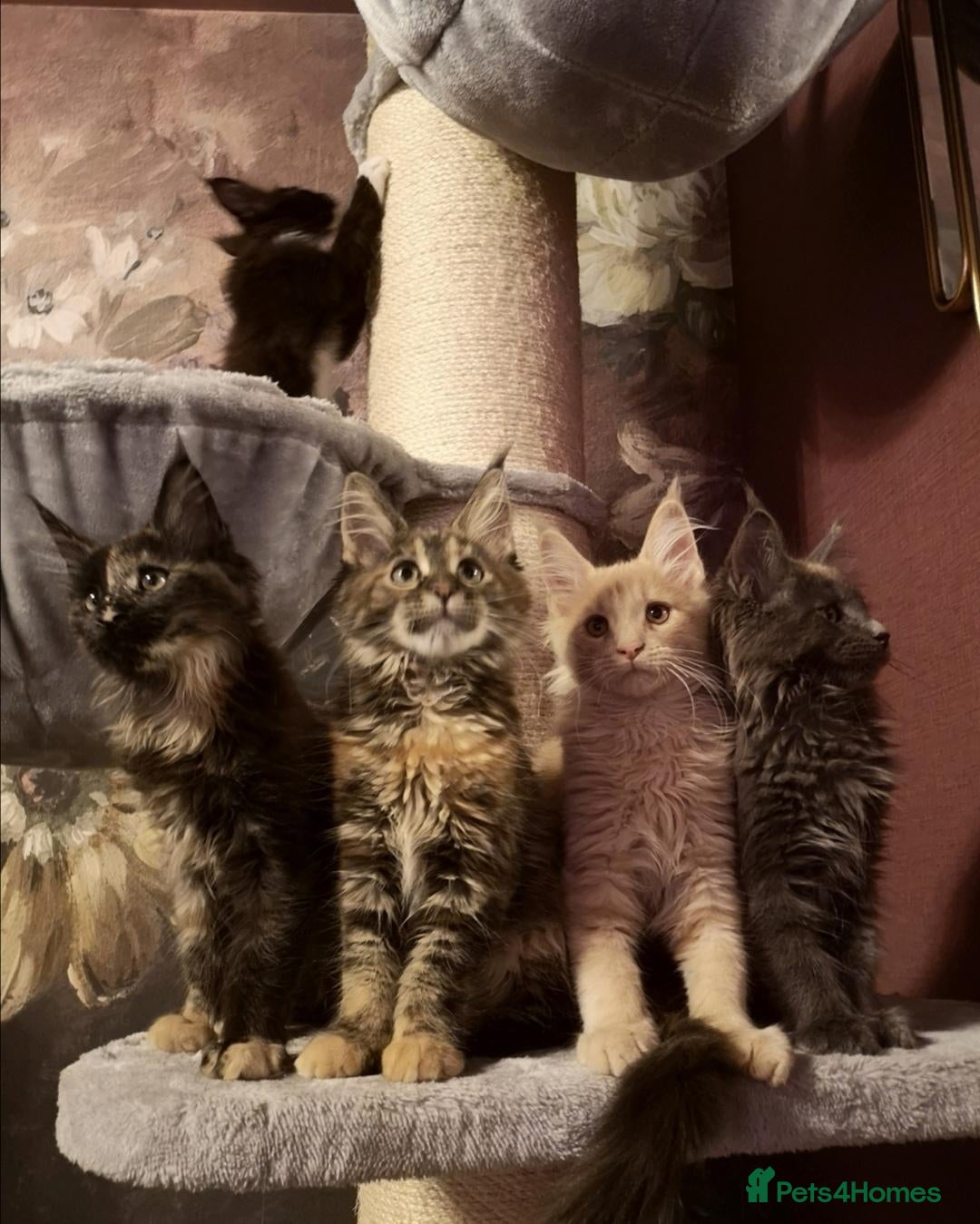 Maine Coon cats Tica, Health Checked Maine Coon kittens - Advert 1