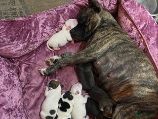 Mixed Breed dogs Beautiful staffy cross pups - Advert 1