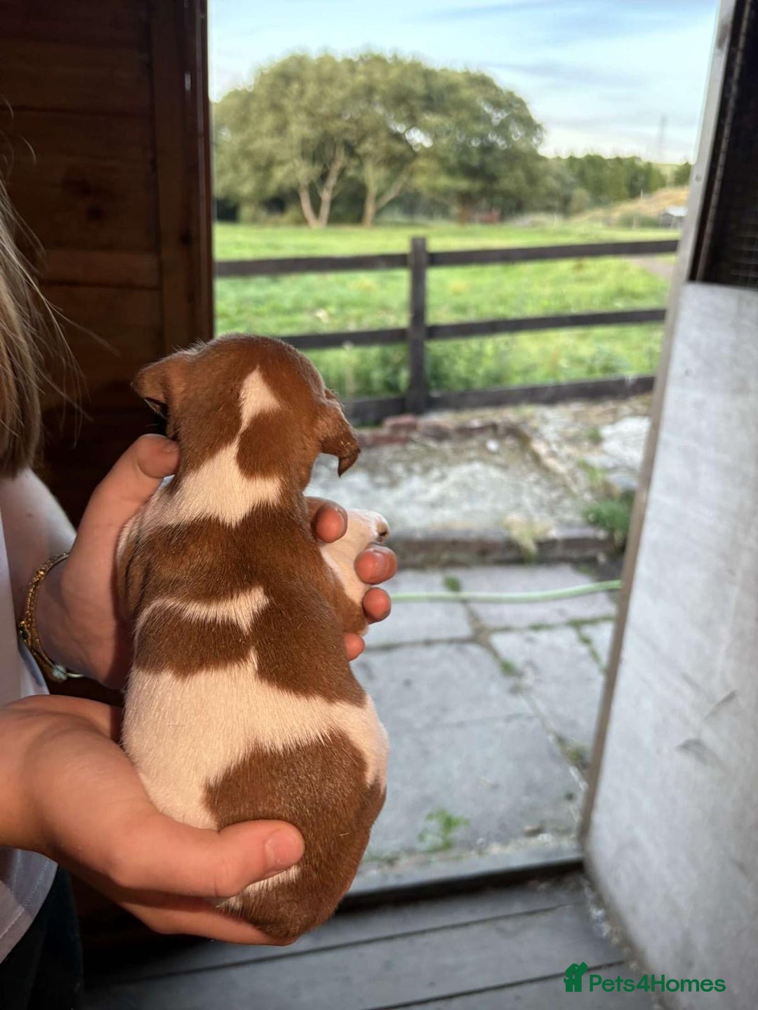 Jack Russell dogs for sale: Jack Russell puppies 5 boys left - Image 34