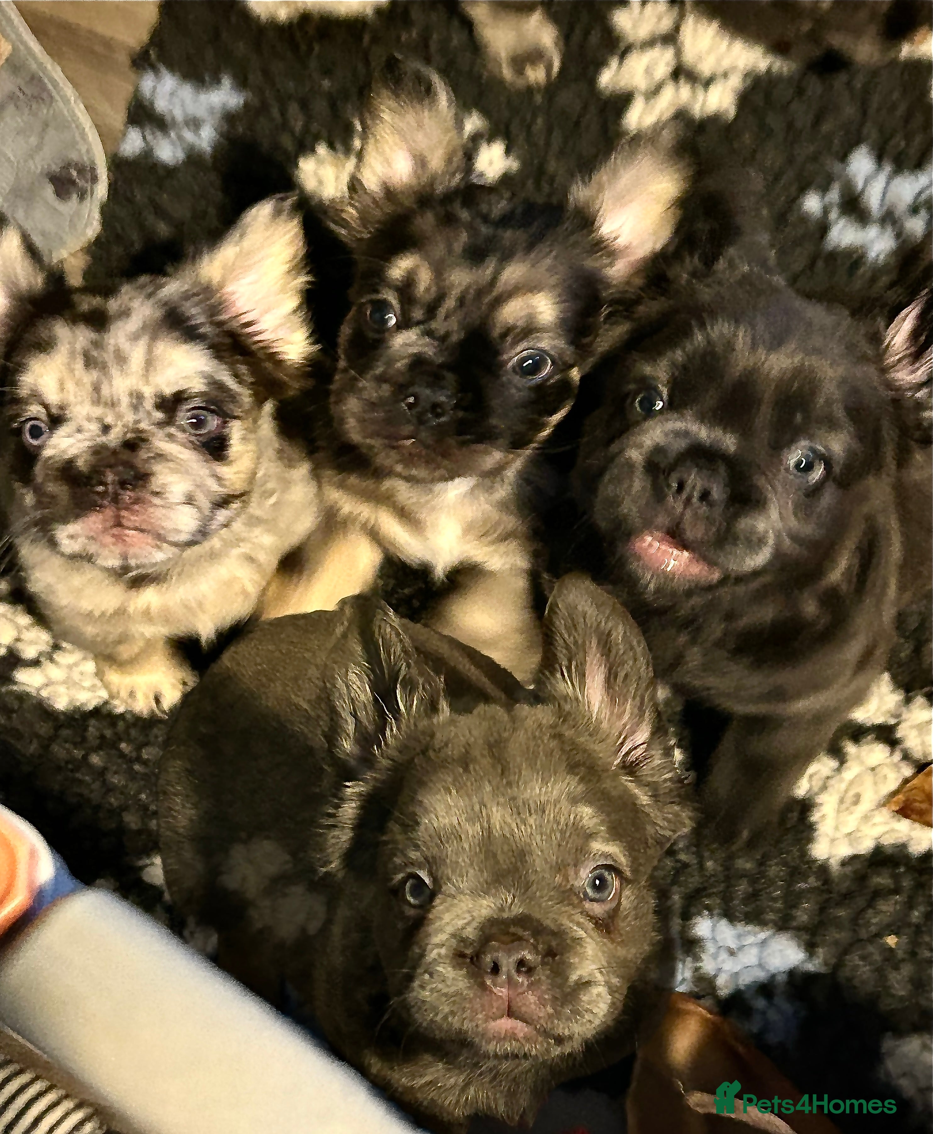 French Bulldog dogs 🐾🔥 Fluffy French bulldogs 🔥🐾 - Advert 19