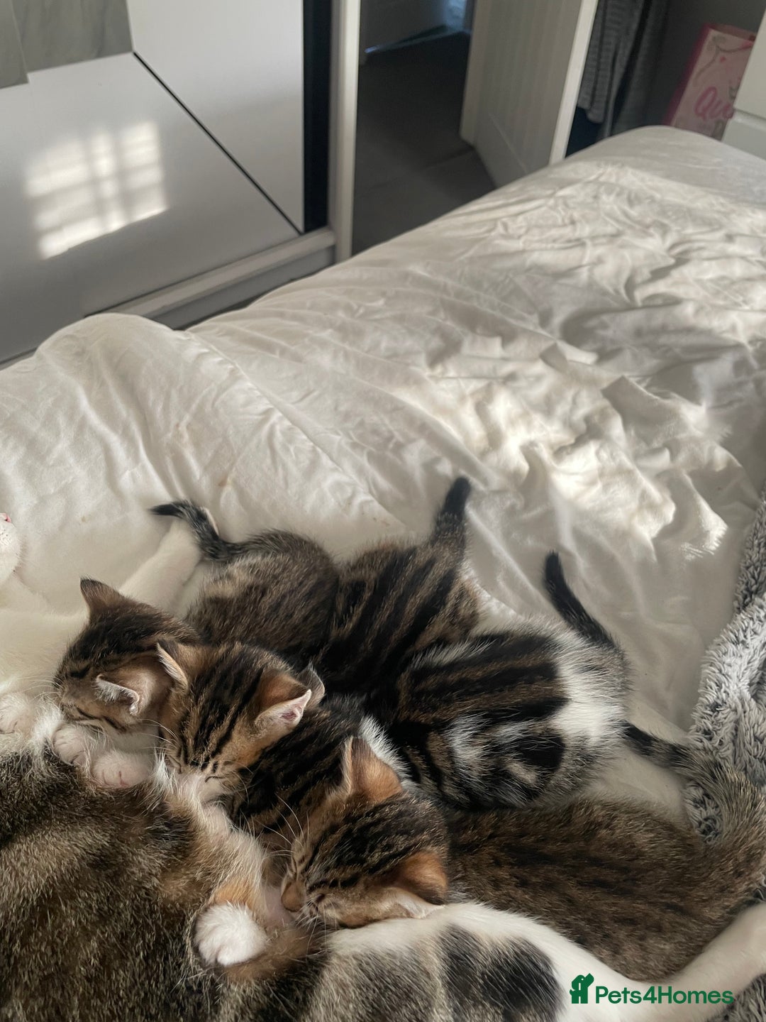 Mixed Breed cats for sale: 4 beautiful kitten - Image 4