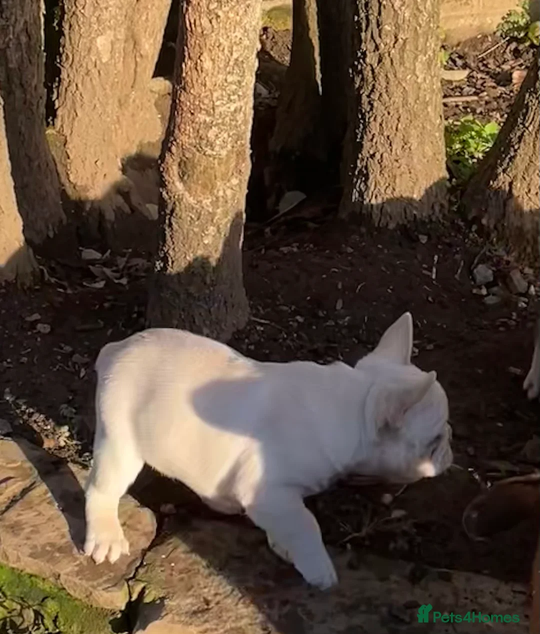 French Bulldog dogs for sale: KC REGISTERED QUALITY FRENCH BULLDOG PUPPIES  - Advert 20