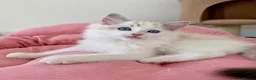 Ragdoll cats for sale: ✨ Exceptional Ragdoll Kittens Ready to leave ✨ - Advert 14