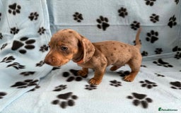 Miniature Dachshund dogs for sale: STUNNING MINIATURE DACHSHUND PUPPIES - Image 10