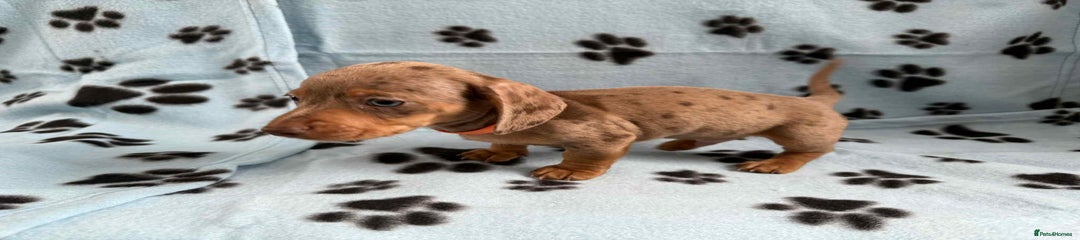 Miniature Dachshund Puppy 1