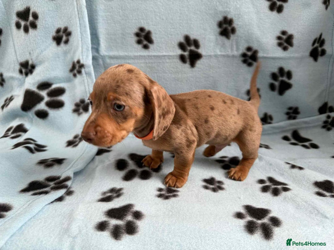 Miniature Dachshund dogs for sale: STUNNING MINIATURE DACHSHUND PUPPIES - Image 10