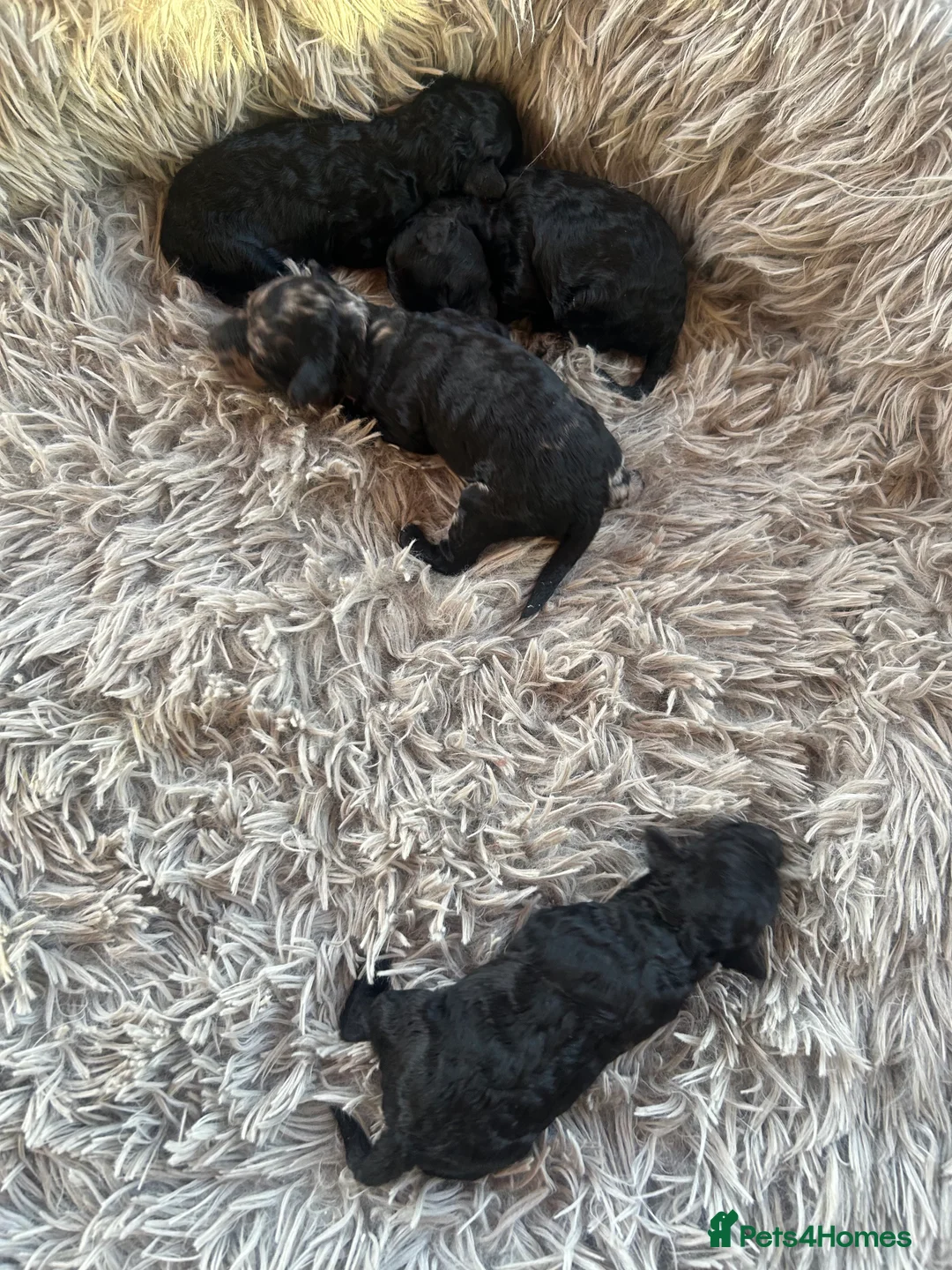 Mixed Breed dogs for sale: Poodle puppies - Advert 3