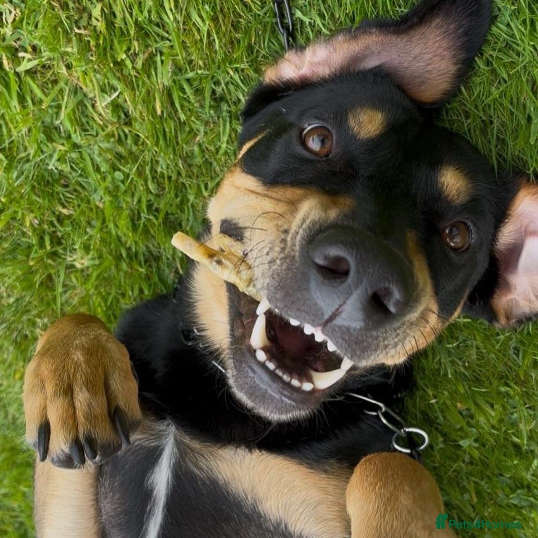 Mixed Breed dogs for adoption: Parker (Hound mix) - Image 3