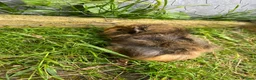 Guinea Pig rodents for sale: Baby guinea pigs for sale - Advert 2