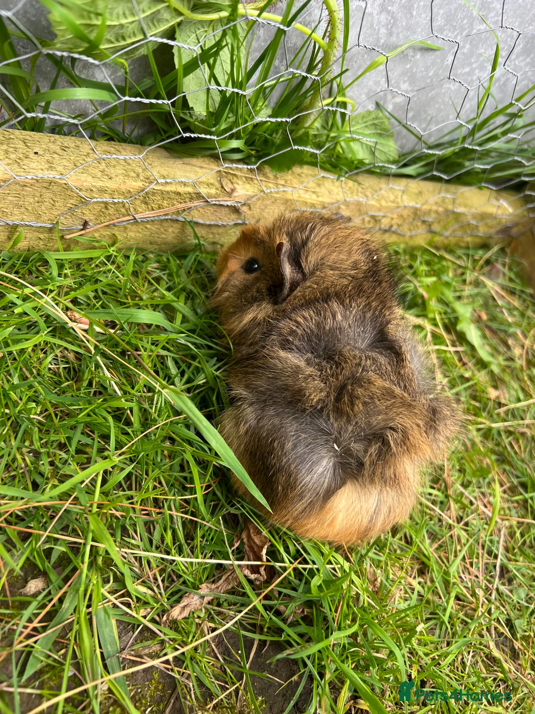 Guinea Pig rodents for sale: Baby guinea pigs for sale - Advert 2
