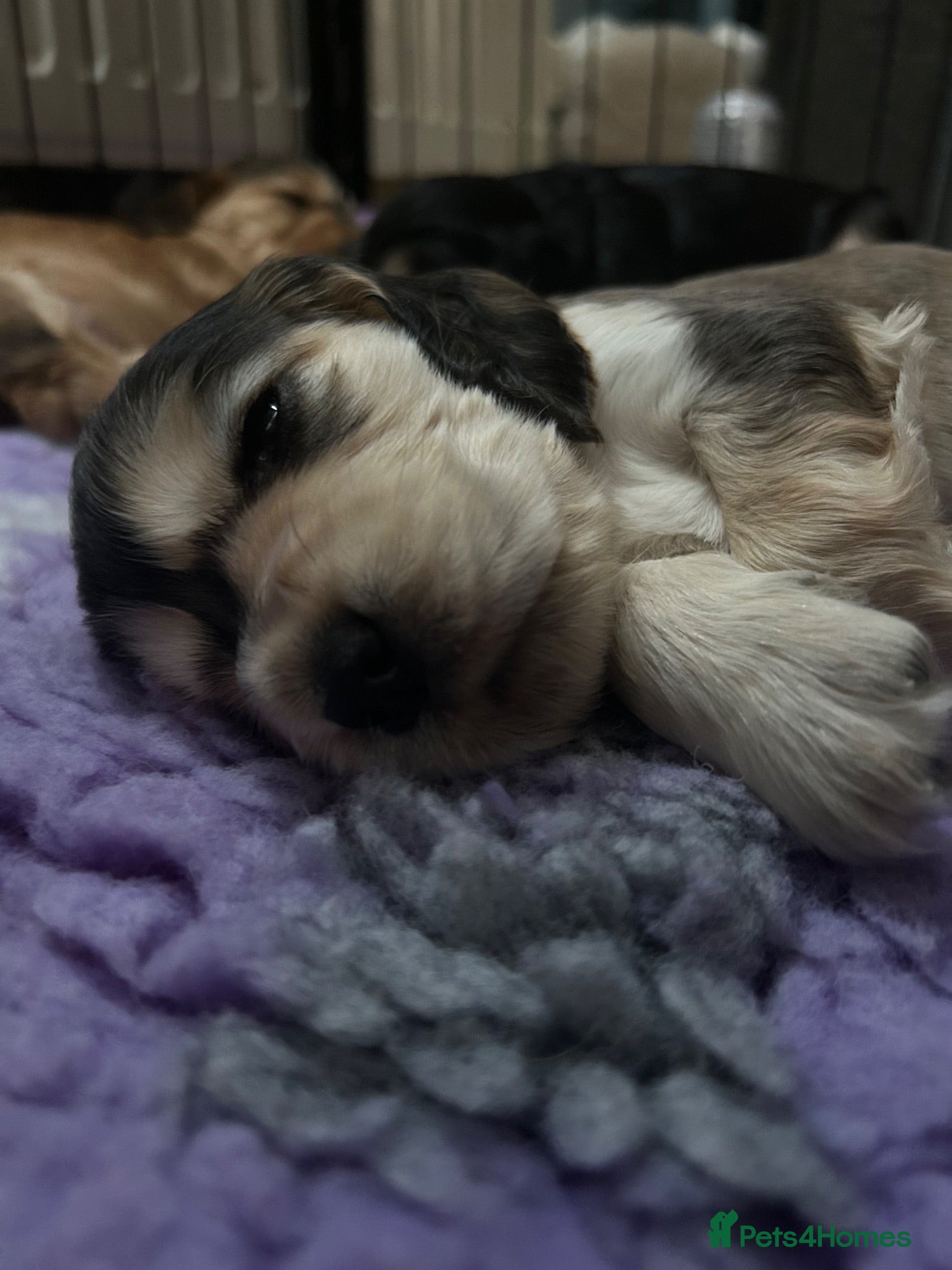 Cocker Spaniel dogs Show Cocker Puppies 🐾 Viewings welcome 💛 - Advert 9
