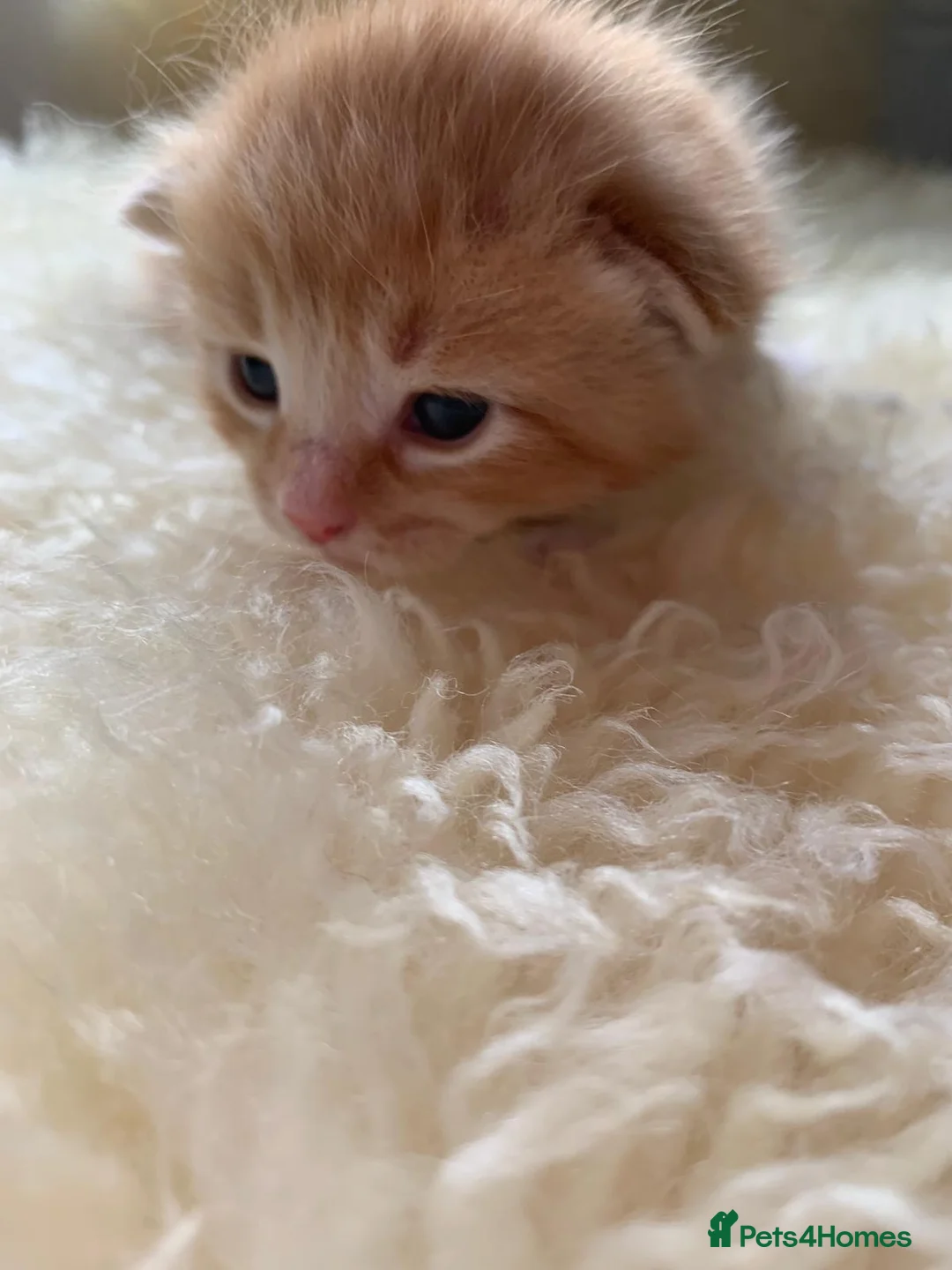 Mixed Breed cats for sale: Domestic longhair with Maine Coon features - Advert 7