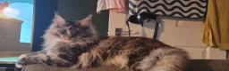 Maine Coon cats for sale: Female maine coon  in Llandudno - Advert 4
