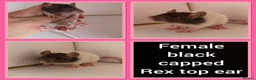 Rat rodents for sale: Adorable baby rats for sale  - Advert 3