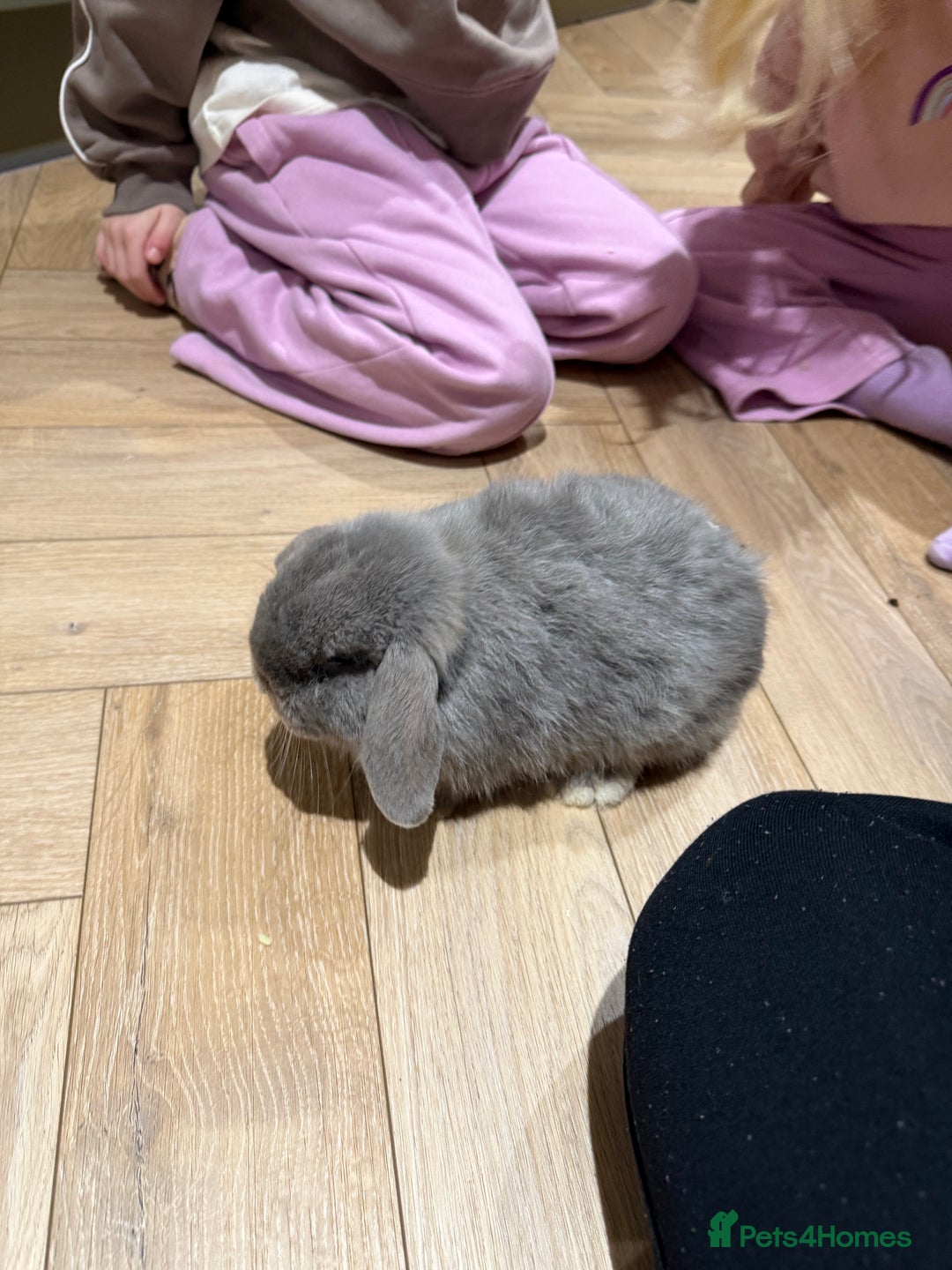 Mini Lop rabbits for sale: Lilac Mini Lop for Sale - Advert 3