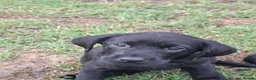 Labrador Retriever dogs for sale: Lab pups  in Lincoln - Advert 13