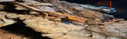 Gecko reptiles for sale: Baby crested geckos in Accrington - Advert 9