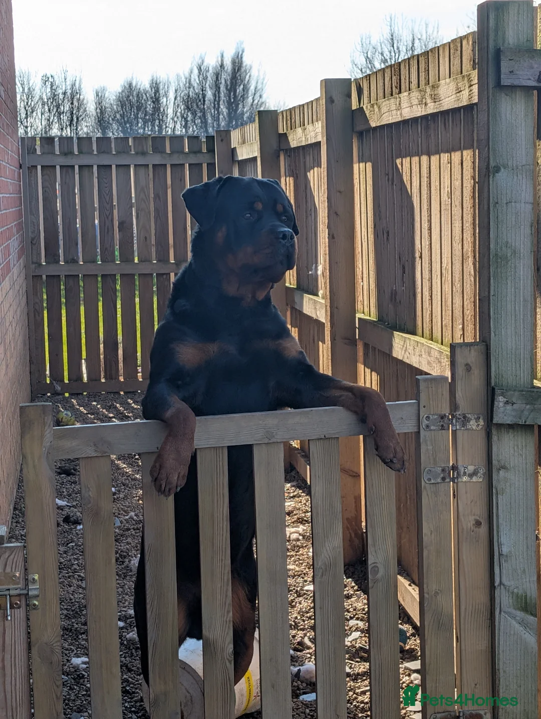 Rottweiler dogs for stud: Proven big boy ready for stud - Advert 1